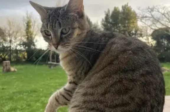 Chat perdu à l'Ensoivière, Jard - photo