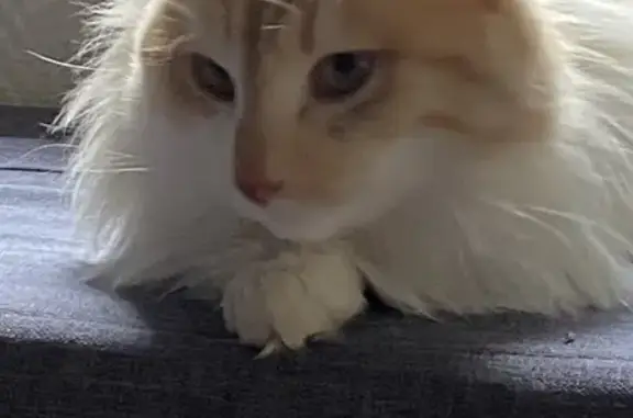 Chat blanc/roux perdu - Haussy - photo