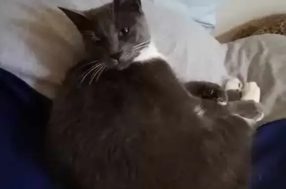 Chat perdu, , photo: Chat gris tacheté perdu à St-Hilaire