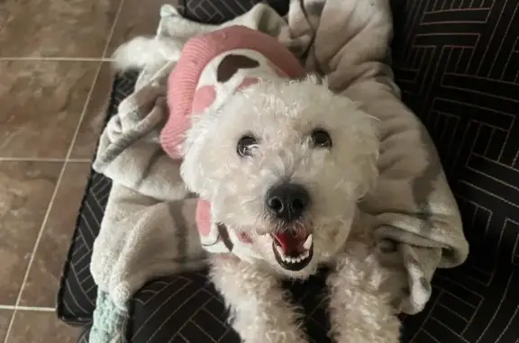 Lost White Poodle Mix - Help Find Her!