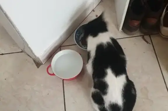 Chat noir et blanc trouvé à Carcassonne - photo