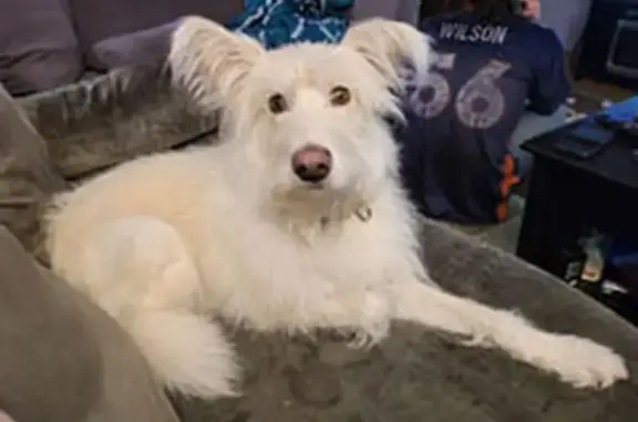 Lost: Timid White Shepherd in Sherrelwood!