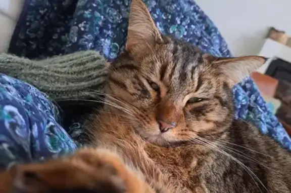 Chat perdu, Nantes, photo: Chat roux Milo perdu à Nantes
