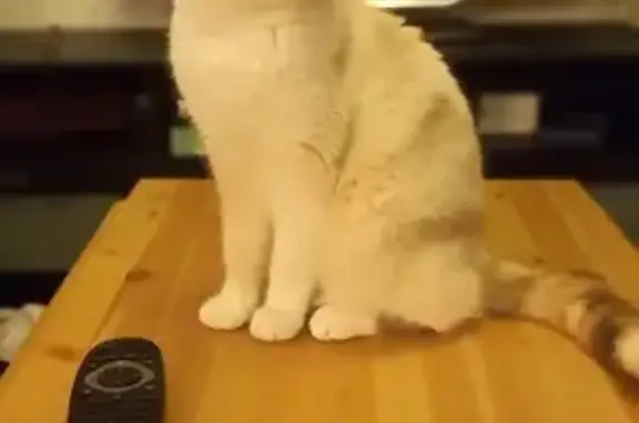 Chat perdu, Souppes-sur-Loing, photo: Chatte tricolore perdue à Souppes