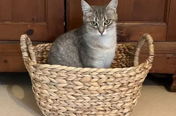 Animaux perdus Villeneuve-sur-Lot, photo: Stella, chat gris, perdue à Eysses
