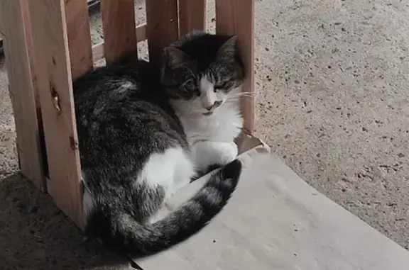 Animaux perdus Darney, photo: Chatte blanche/grise perdue à Darney