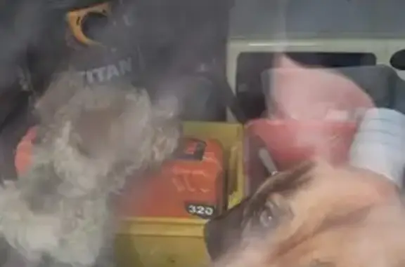 Chiens de chasse perdus repérés - photo