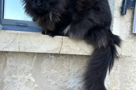 Animaux perdus Bassillac et Auberoche, photo: Chat Maine Coon perdu à Bassillac
