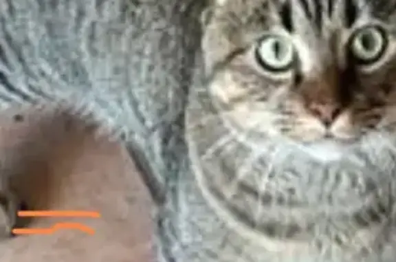 Chat perdu, , photo: Chat Européen tigré perdu à Popian