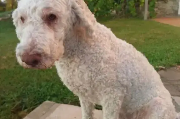 Animaux perdus Anglet, photo: Chien Lagotto blanc perdu à Anglet