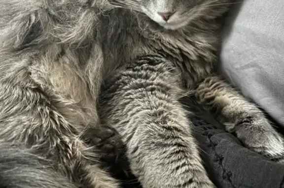 Lost Gray Cat: Neutered, Long-Hair, Friendly!