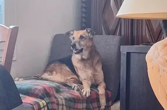 Berger Allemand Rocky Perdu - photo