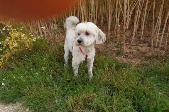 Chien perdu , photo : Terrier tibétain perdu à Estrées-Mons