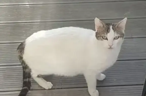 Chat craintif trouvé à Montlaur - photo