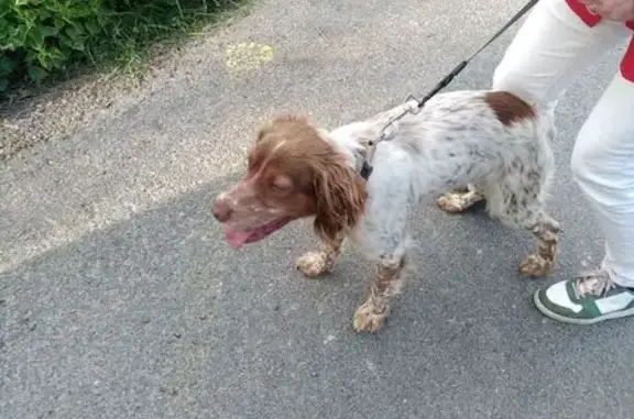 Chien épagneul trouvé à Saint-Herblain - photo