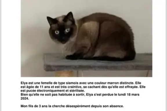 Chat perdu, Garidech, photo: Chatte siamoise de 11 ans perdue