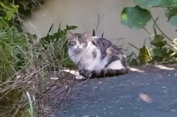 Chatte et chatons trouvés à Chantonnay - photo