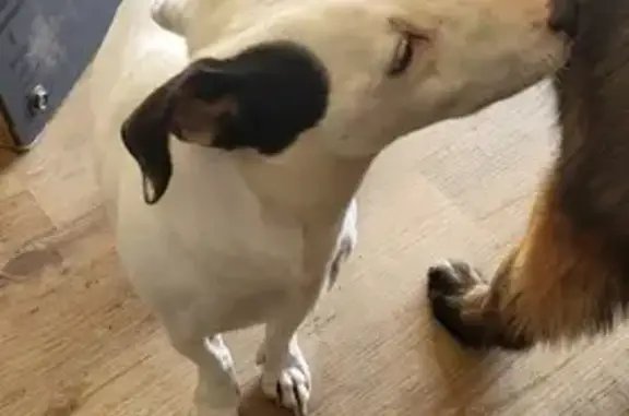 Chien Jack Russel retrouvé - photo