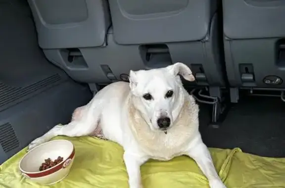 Animaux trouvés , photo: Labrador Betto trouvé à Lugaignac