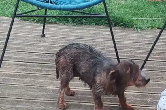 Chienne perdue et boiteuse à Oissel - photo