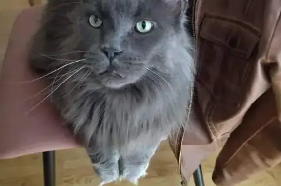 Chat perdu, Mouvaux, photo: Chat Maine Coon gris perdu à Mouvaux