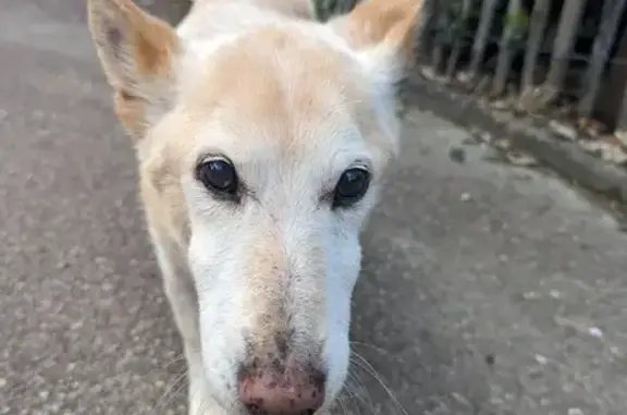 Chien ivoire trouvé à Rives-en-Seine - photo