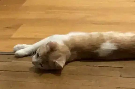 Chat perdu, Truyes, photo: Chat roux et blanc perdu à Truyes
