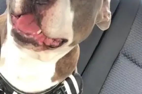 Lost White Female Pit Bull - Scar on Belly!