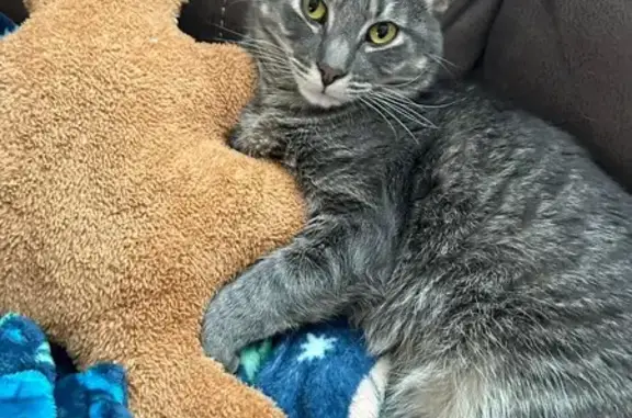 Lost Gray Cat in Avon - Friendly & Fixed!