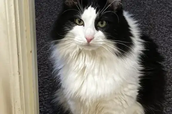 Lost Black & White Cat - West 600 North, Tooele