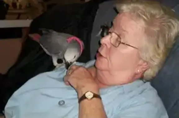 Lost Parrot Alert: Red Tail, Grey Face - Conyers