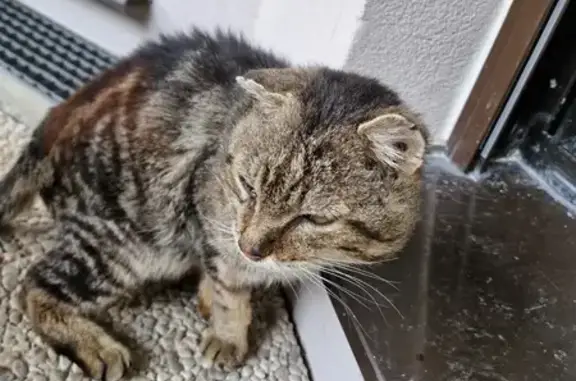 Chat blessé affectueux trouvé à Dijon - photo