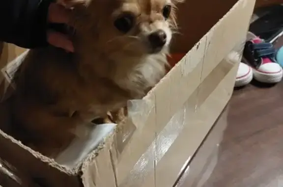 Chihuahua perdu à Brussieu - photo