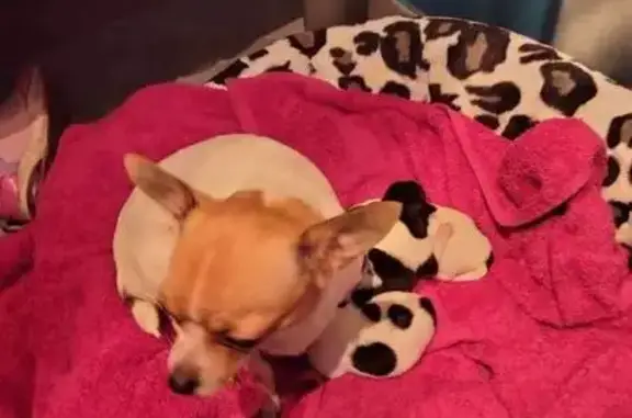 Chihuahua perdu - Récompense!