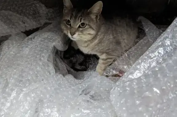 Chatte et chatons trouvés à Upaix - photo