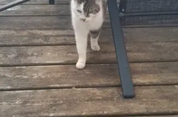 Chat blanc/tigré trouvé à St-Brieuc - photo