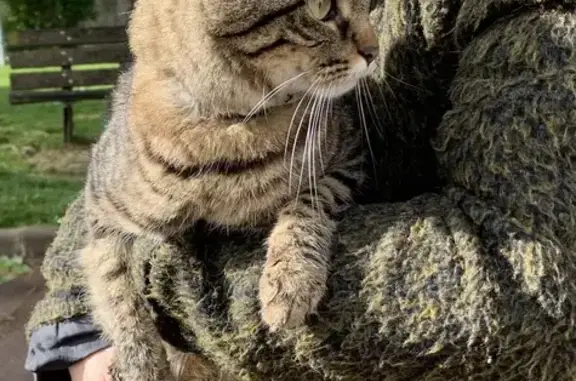 Animaux trouvés Boissy-Saint-Léger, photo: Trouvé: Chatte sociable, collier