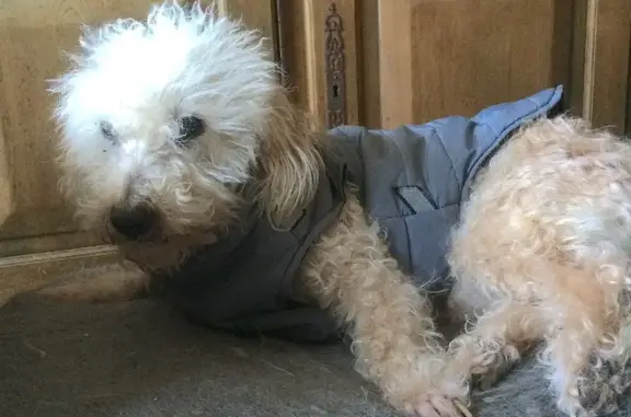 Chien perdu Talence, photo : Alerte: Caniche beige perdu à Talence