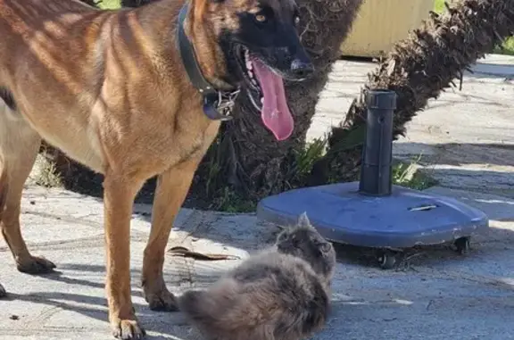 Chien Malinois perdu à Vescovato - photo