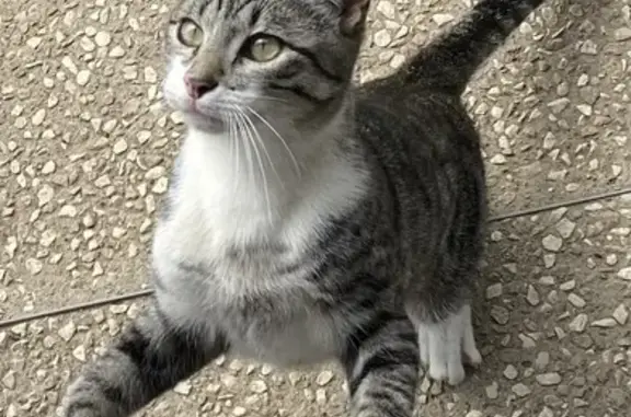 Animaux perdus Le Pont-de-Claix, photo: Chat tigré gris perdu au Pont-de-Claix