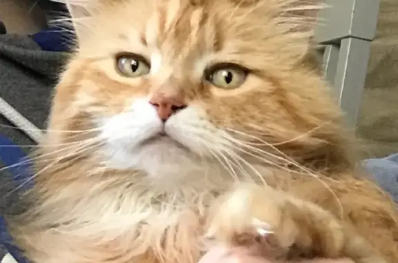 Animaux perdus Le Puy-en-Velay, photo: Chat roux et blanc perdu au Puy