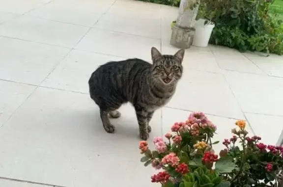 3 Chats perdus à Farges-en-Septaine - photo