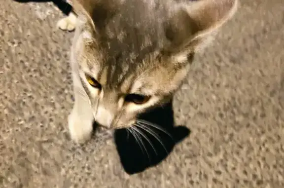 Chat gris-blanc perdu à Pont-du-Château - photo