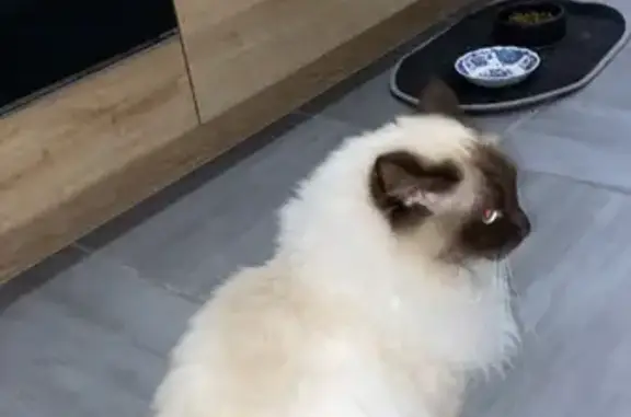 Chat perdu, Sérézin-du-Rhône, photo: Berlioz, Birmanie perdu, Sérézin