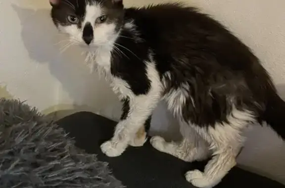 Chaton malade trouvé à Reims - photo