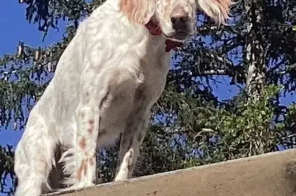 Animaux perdus , photo: Setter perdu à Puget, collier rouge
