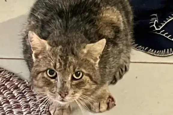 Chat maigre et apeuré trouvé - photo