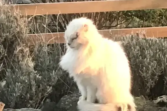 Chat castré aux oreilles coupées trouvé - photo