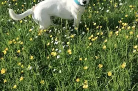Animaux perdus Rethel, photo: Perdu: Sky, Jack Russel à Rethel