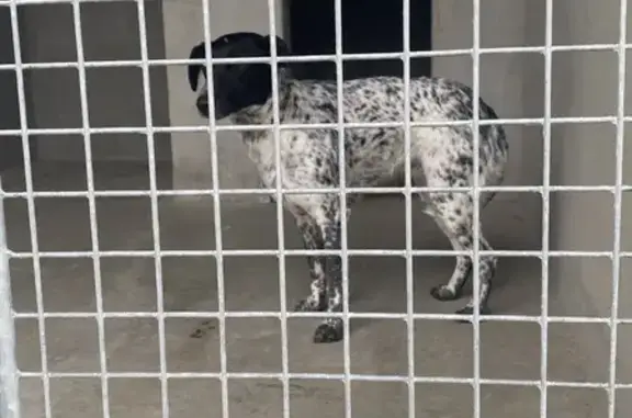 Chienne calme trouvée à Ussel - photo